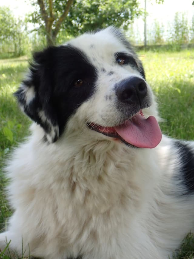Oreo · photo 5