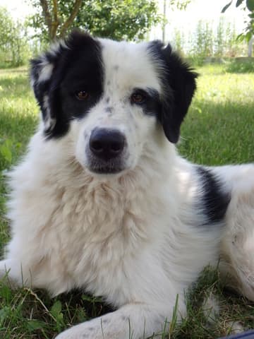 Oreo · photo 4