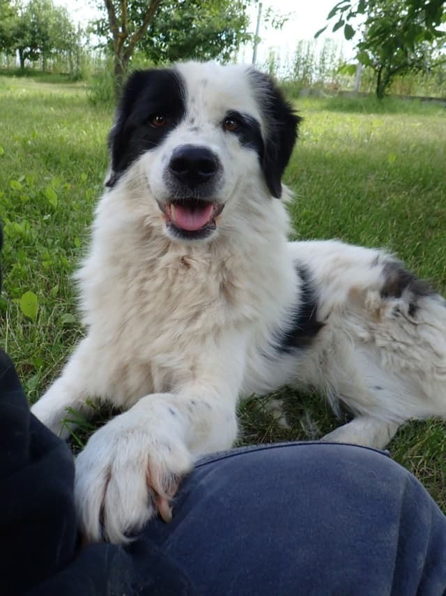 Oreo · photo 3