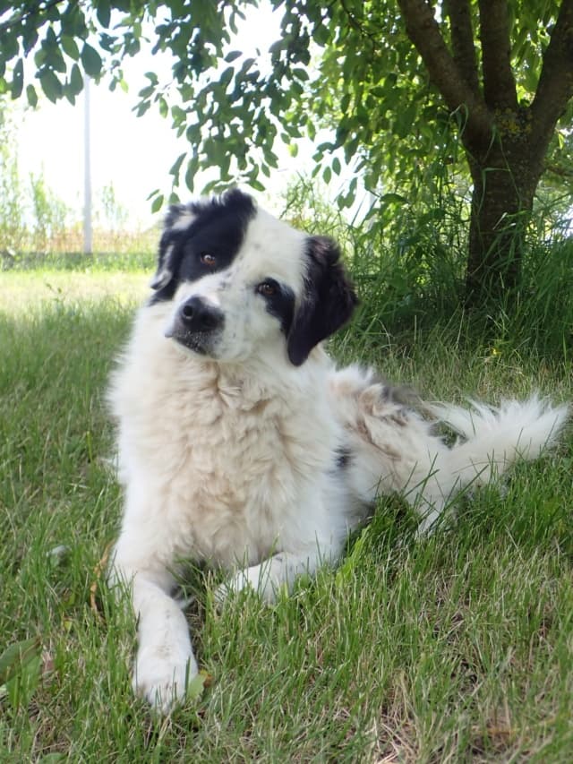 Oreo · photo 2