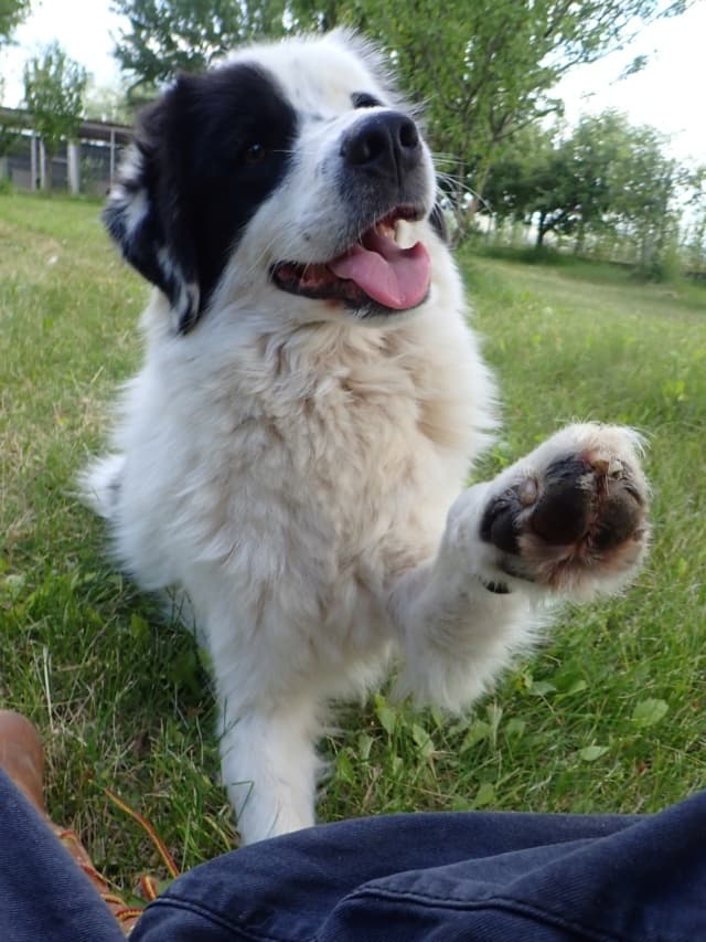 Oreo · photo 1