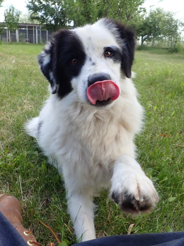 Oreo · photo 11