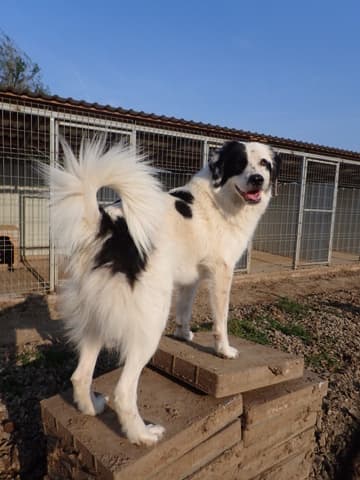 Oreo · photo 5