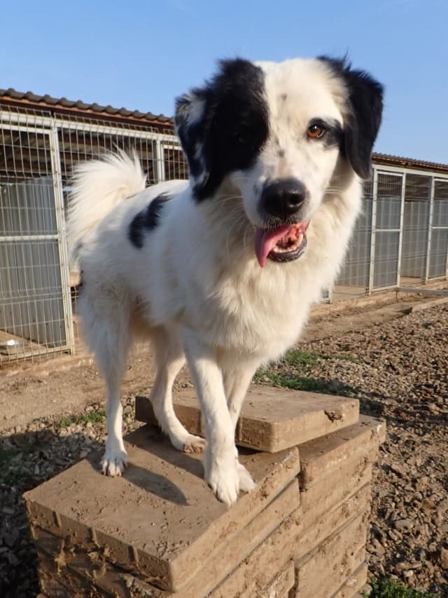 Oreo · photo 4