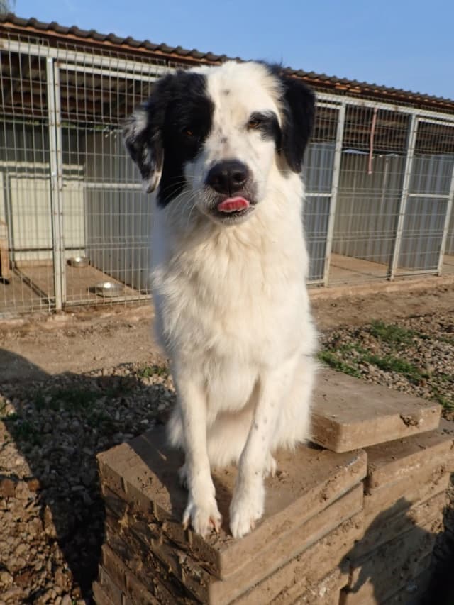 Oreo · photo 1
