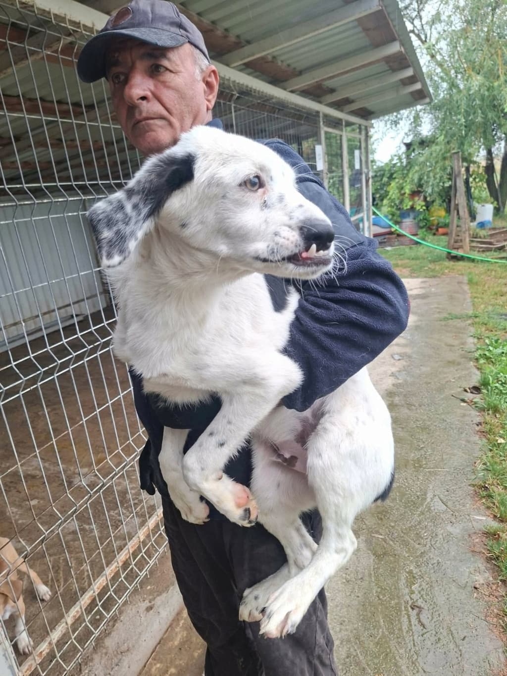 Panda · photo 2
