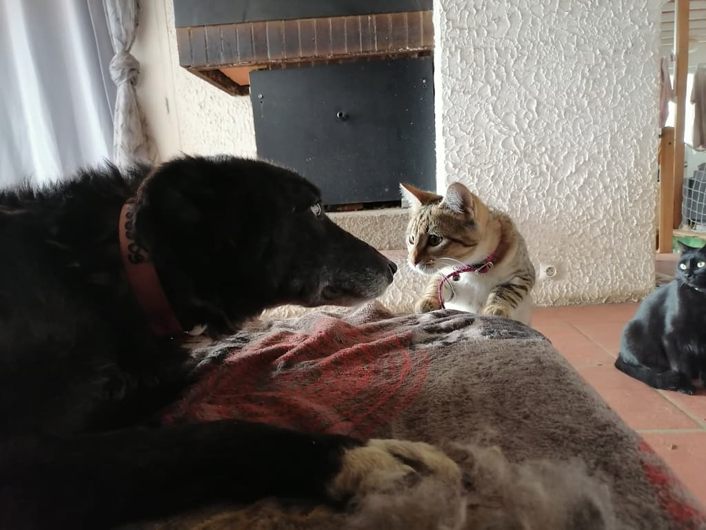 Patitza · photo 6