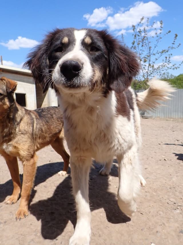 Persil · photo 12