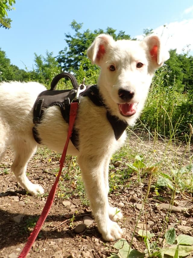 Pistou · photo 7