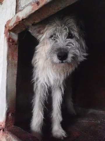 Pollux · photo 5