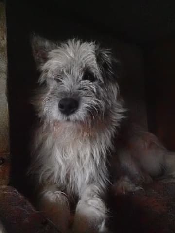 Pollux · photo 2
