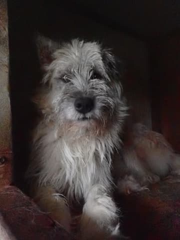 Pollux · photo 1