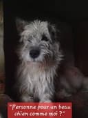 Pollux