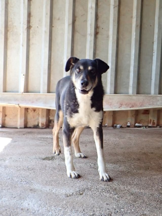 Rajah · photo 3