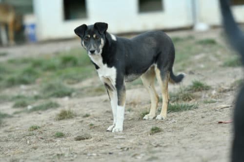 Rajah · photo 9