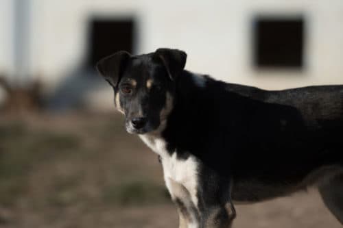 Rajah · photo 5