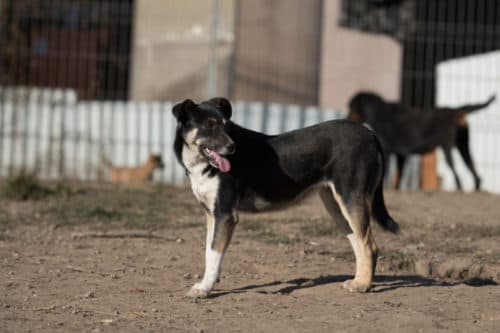 Rajah · photo 4