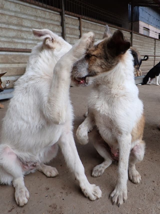 Rhea · Chiots