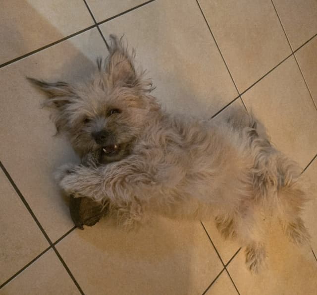 Romy · photo 2