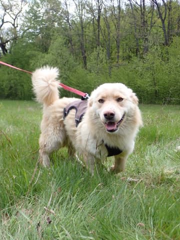 Sable · photo 2