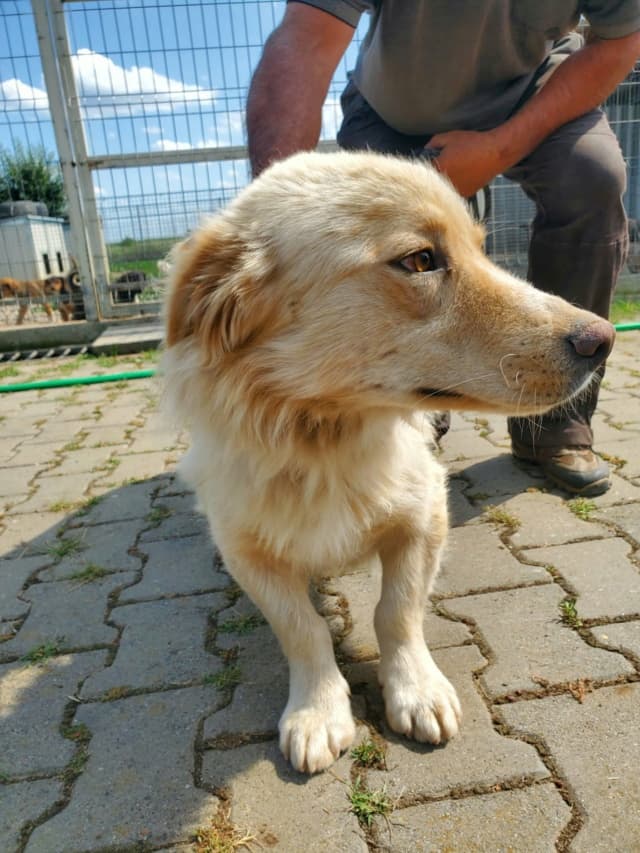 Sable · photo 2