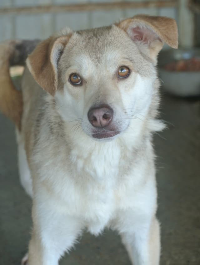 Sadie · photo 12