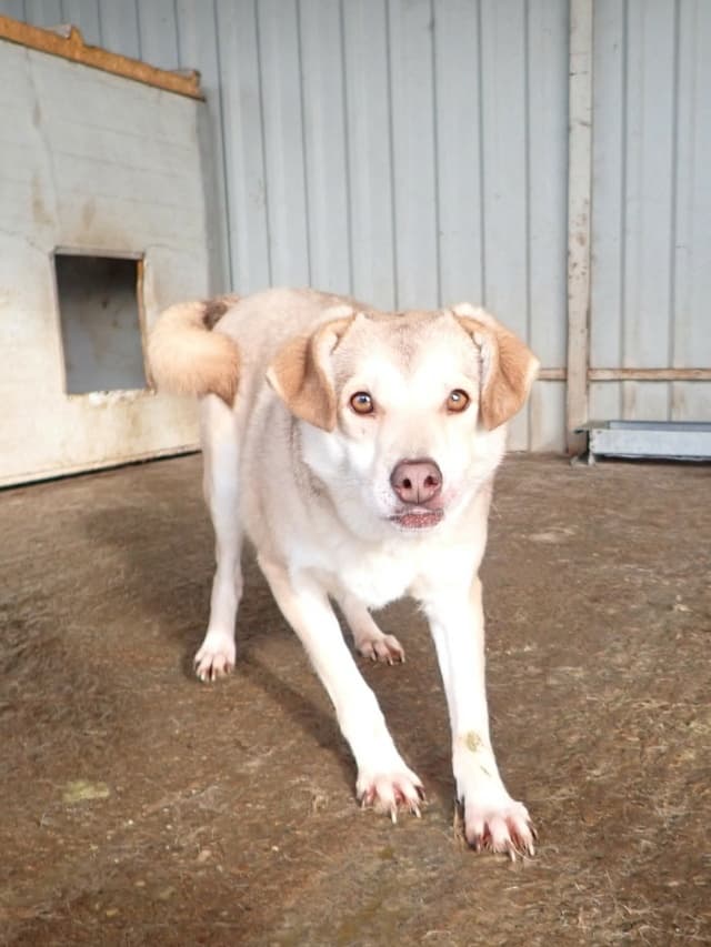 Sadie · photo 11