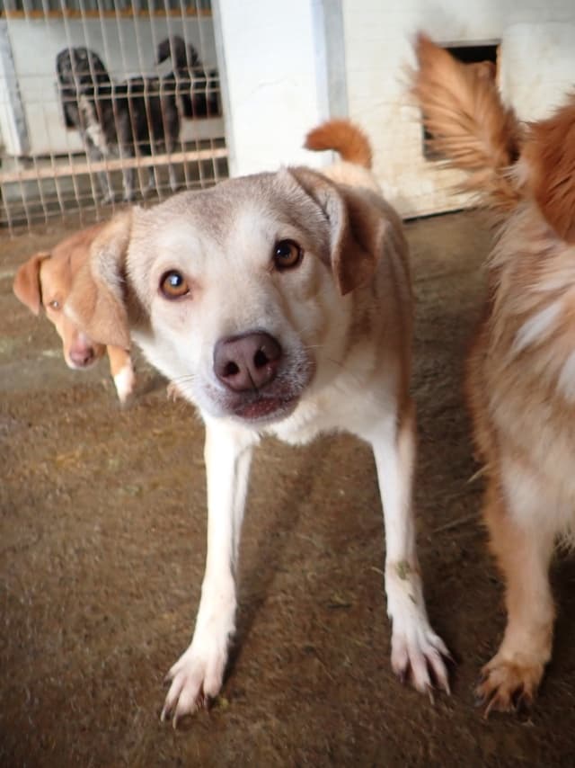 Sadie · photo 10