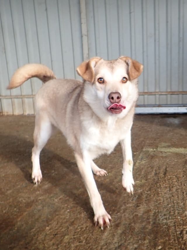 Sadie · photo 9