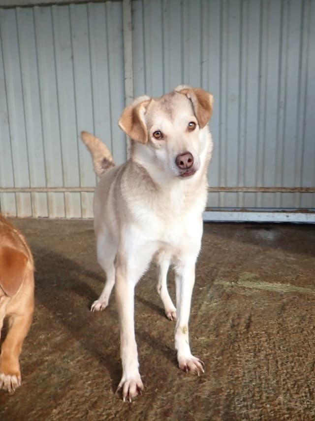 Sadie · photo 8