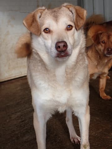 Sadie · photo 7