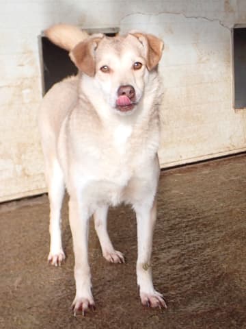 Sadie · photo 6