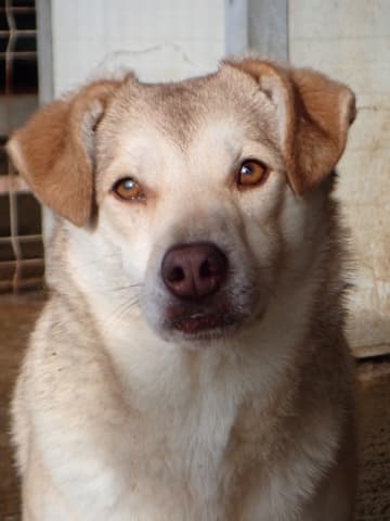 Sadie · photo 5