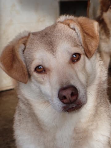 Sadie · photo 4