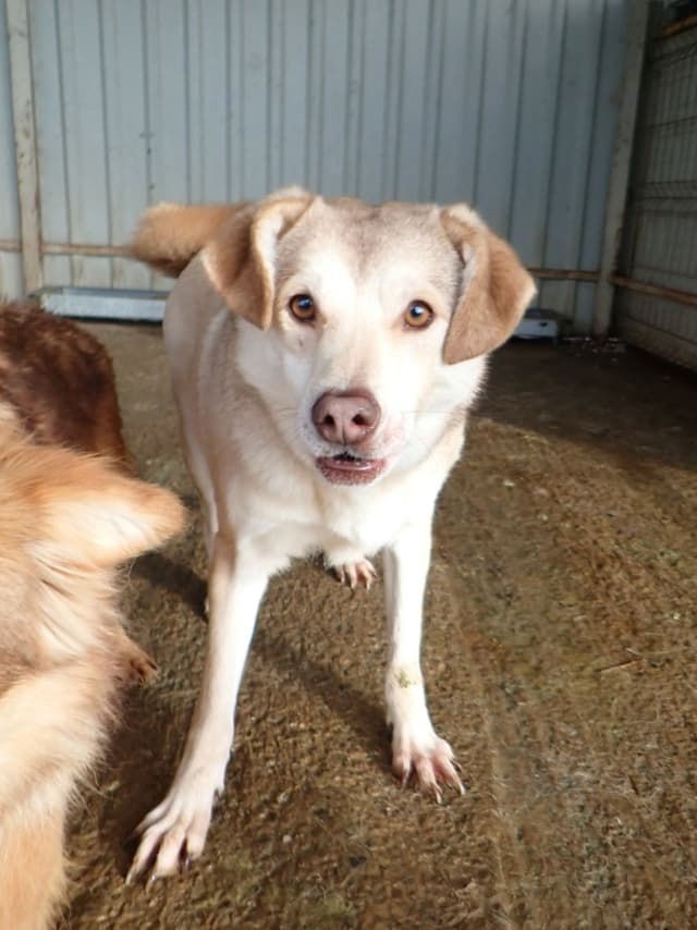 Sadie · photo 3