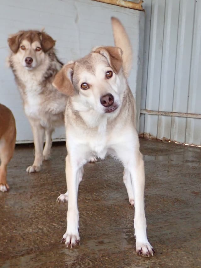 Sadie · photo 8