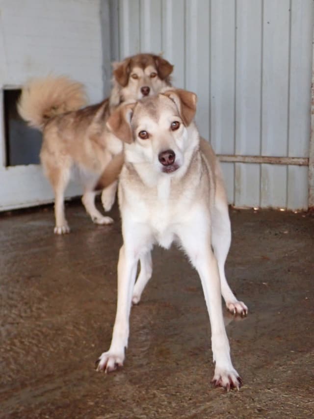 Sadie · photo 7