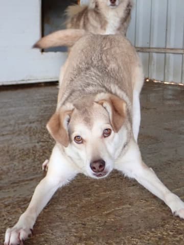 Sadie · photo 6