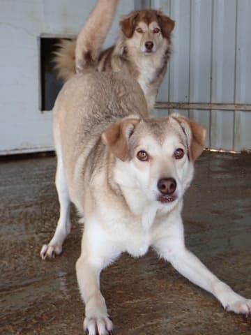 Sadie · photo 5