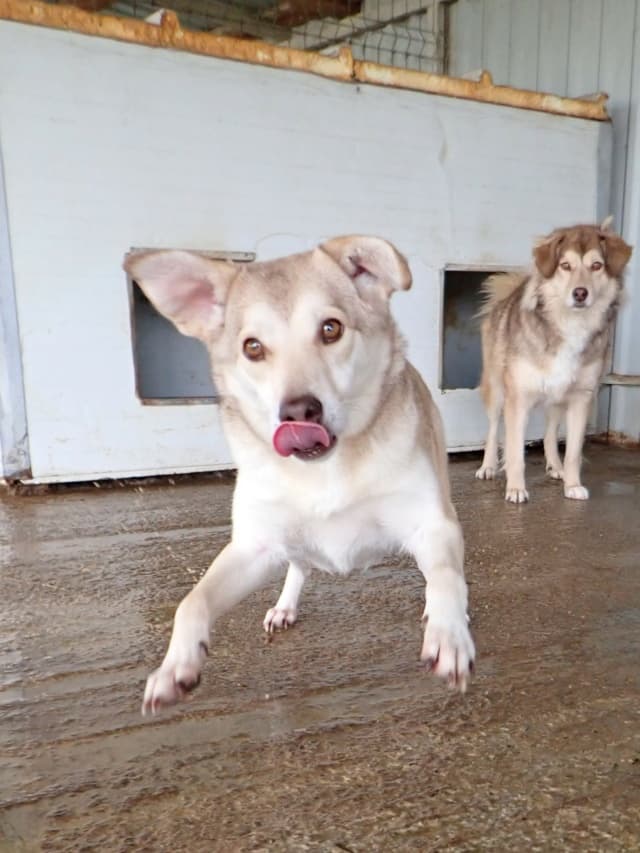 Sadie · photo 4