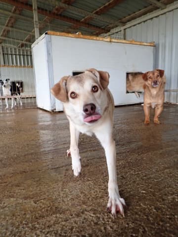 Sadie · photo 3