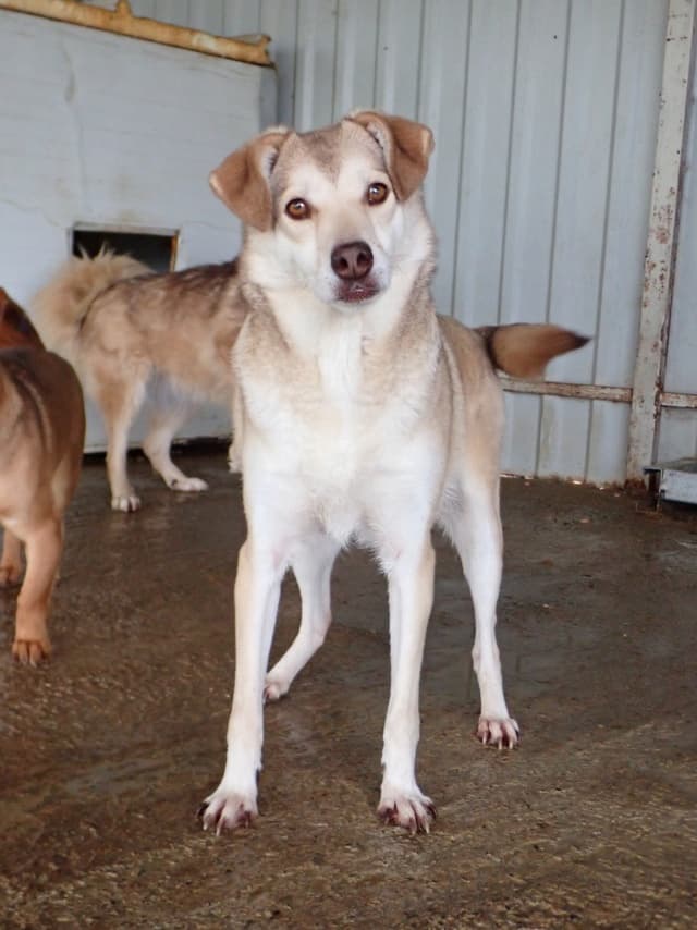 Sadie · photo 2