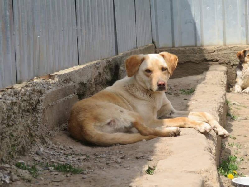 Sammy · photo 12