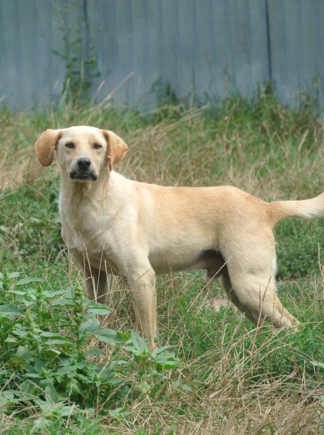 Sammy · photo 11
