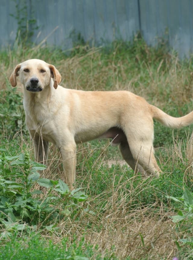 Sammy · photo 10