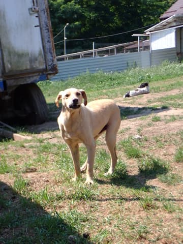 Sammy · photo 4
