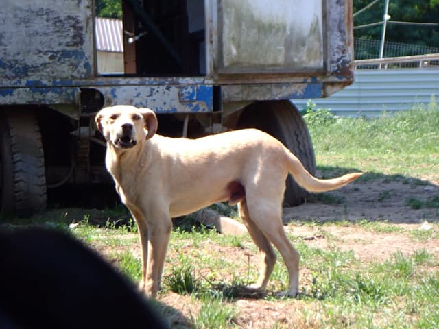 Sammy · photo 3
