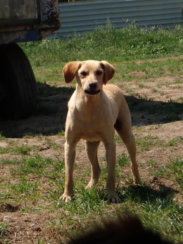 Sammy · Chiens en urgence, Remember Me France