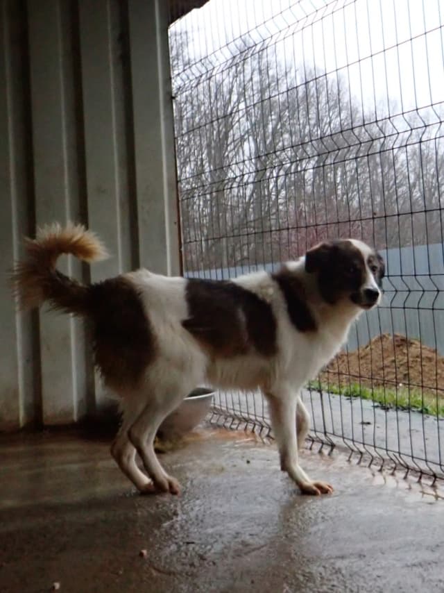 Saruta · photo 5