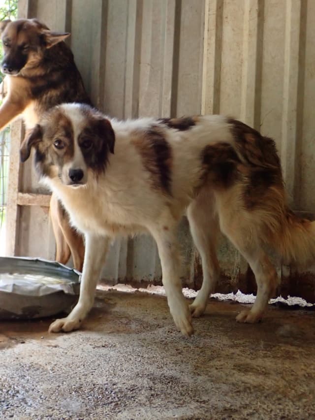 Saruta · photo 6